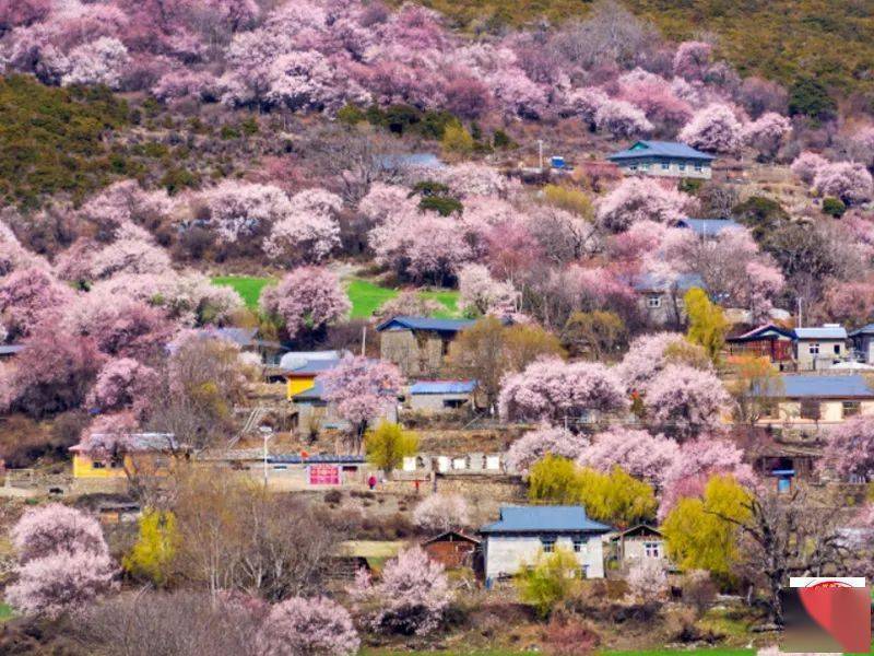 嘎隆村最新项目，乡村振兴的新引擎