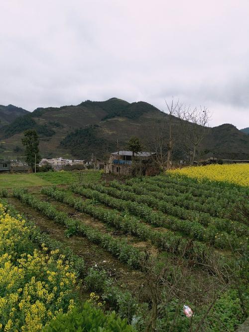 书院镇最新天气预报